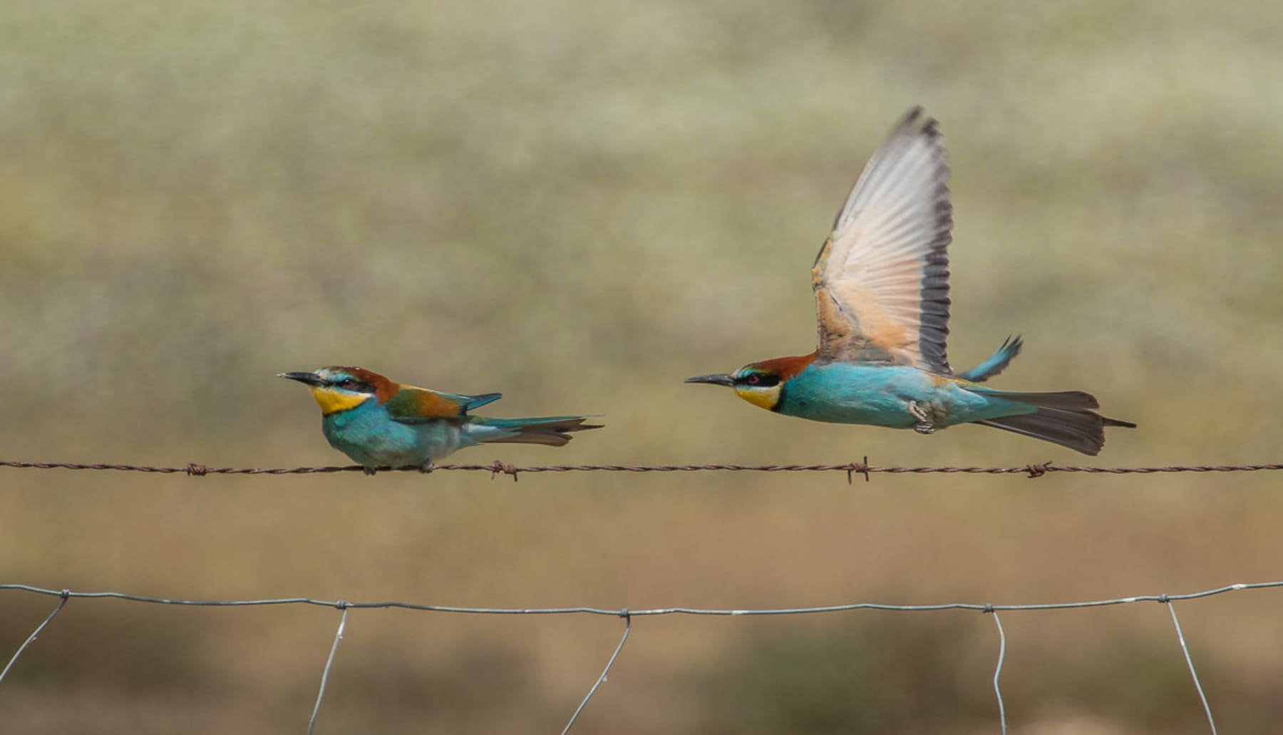 Destruyen una colonia de ‘abejarucos’ en el Espacio Natural de Doñana