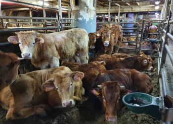Día Internacional Contra Exportaciones Animales Vivos 2025 Compassion World Farming España