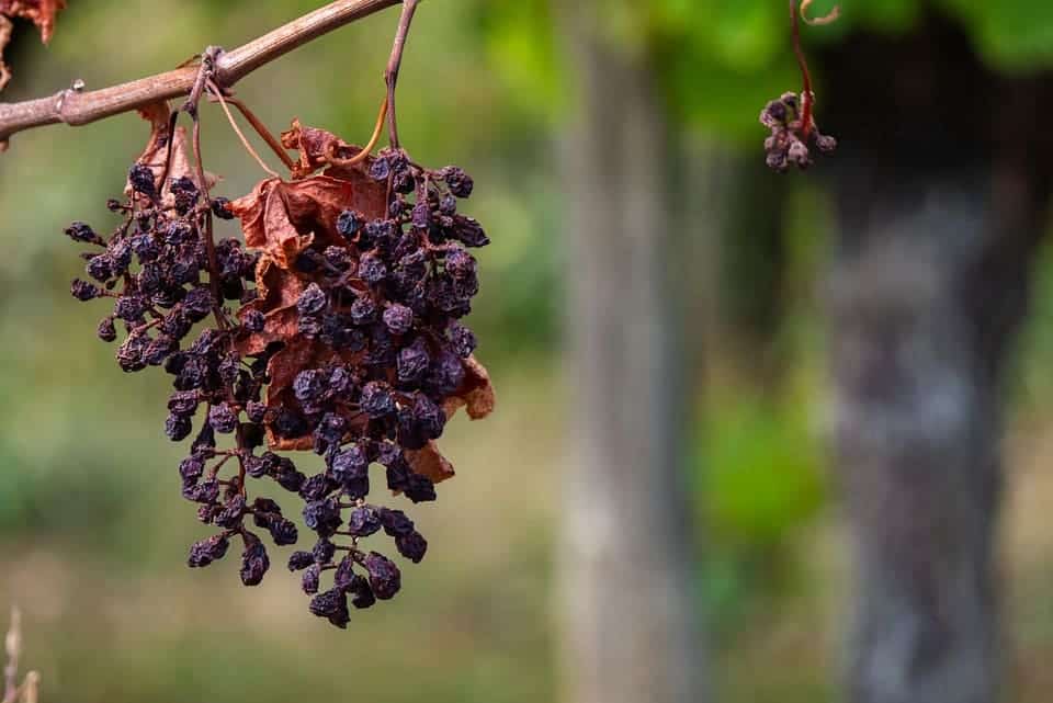 Día Mundial Lucha Desertificación Sequía 2025 agroecología frenarlas