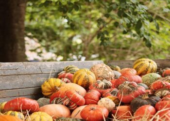 Día Mundial del Medioambiente 2025 ¿qué pasa con nuestro insostenible modelo alimentario