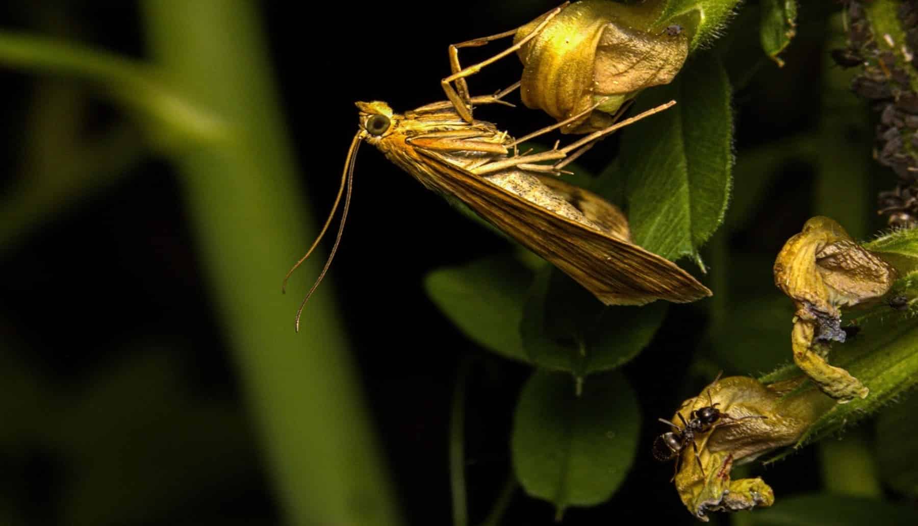 Ecuador hayan 5 nuevas especies de polillas