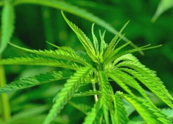 drogas medio ambiente