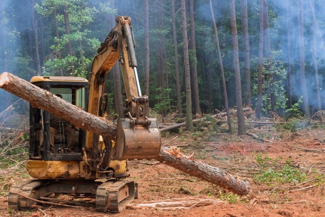 Proyecto devastación deforestacion amazonía brasileña