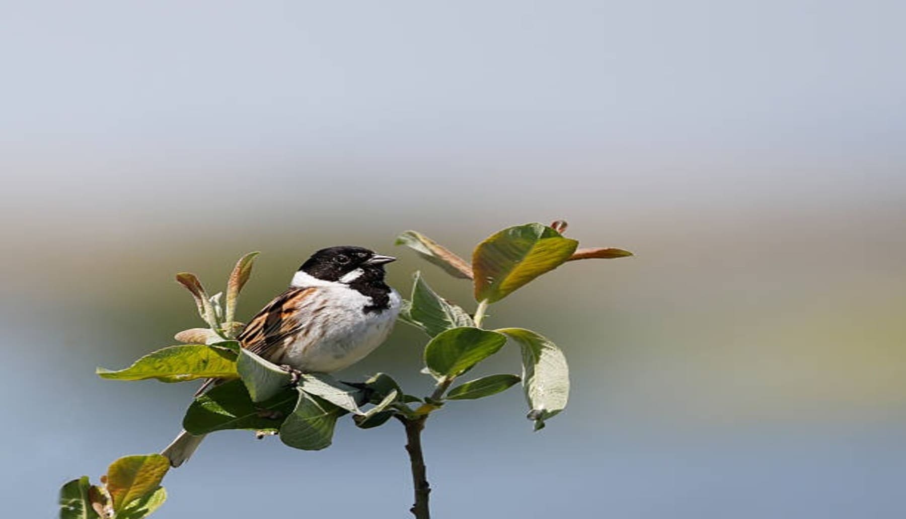 El Saler (Valencia) acoge el nacimiento de los primeros polluelos de escribano palustre iberoriental