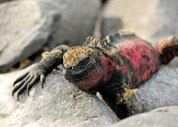 Hermandad Galápagos reserva biosfera