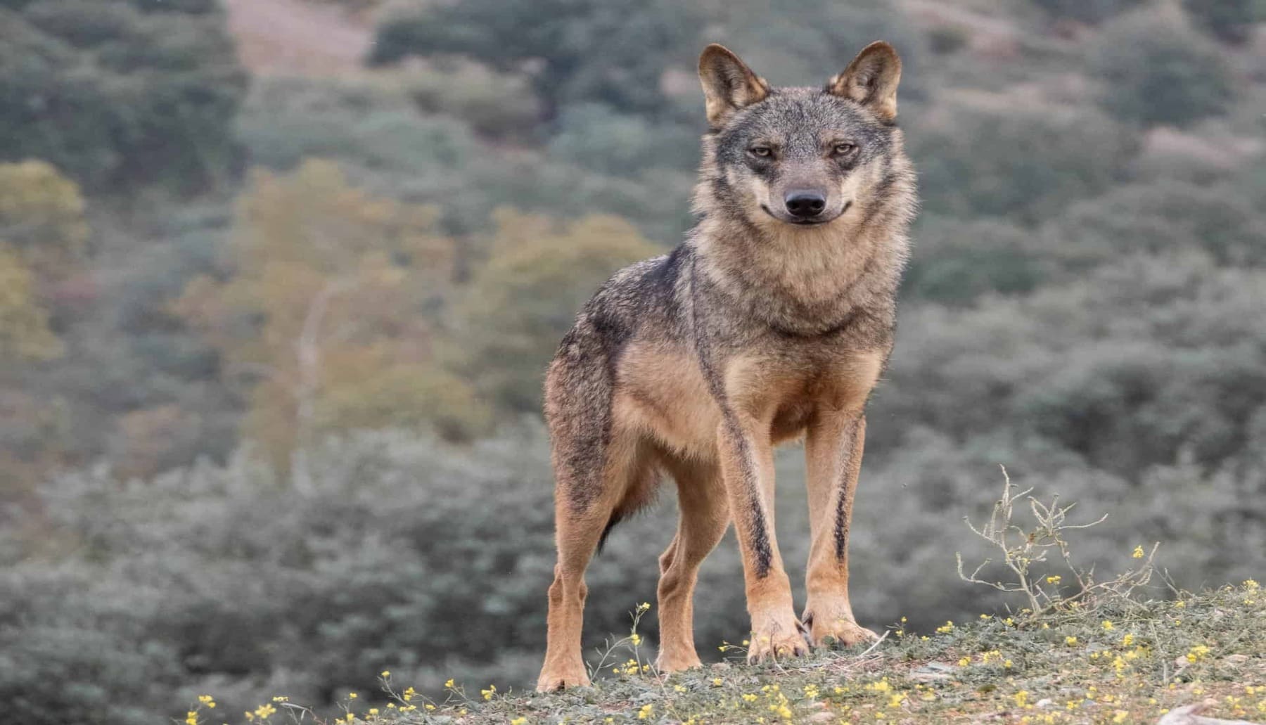 El censo nacional del lobo ibérico cifra en 333 manadas no alcanza las 500 que los ‘científicos’ consideran indispensables para la viabilidad de la especie en España