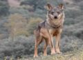 El censo nacional del lobo ibérico cifra en 333 manadas no alcanza las 500 que los ‘científicos’ consideran indispensables para la viabilidad de la especie en España
