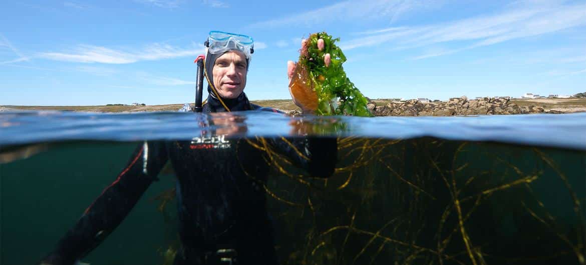 cultivo algas salvar mundo