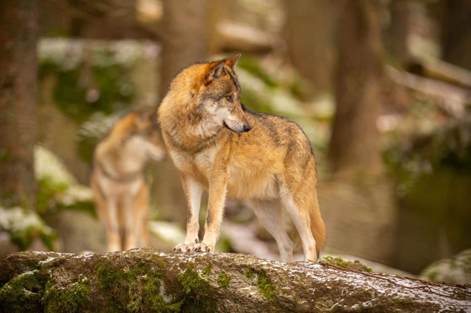 censo nacional lobo ibérico especie estanca persecución extrema derecha negacionista PP VOX JUNTS
