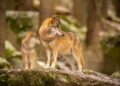 censo nacional lobo ibérico especie estanca persecución extrema derecha negacionista PP VOX JUNTS