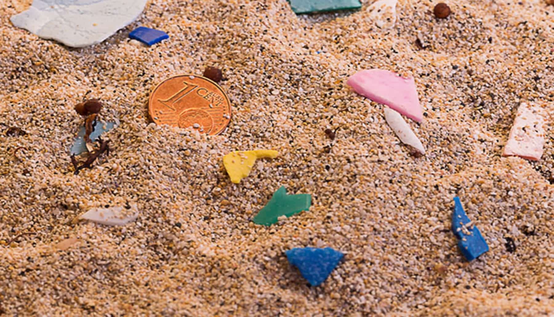 El proyecto ¡Atención! ¡No me aplastes! premiado por la investigación de la microdiversidad en las playas y la contaminación de microplásticos