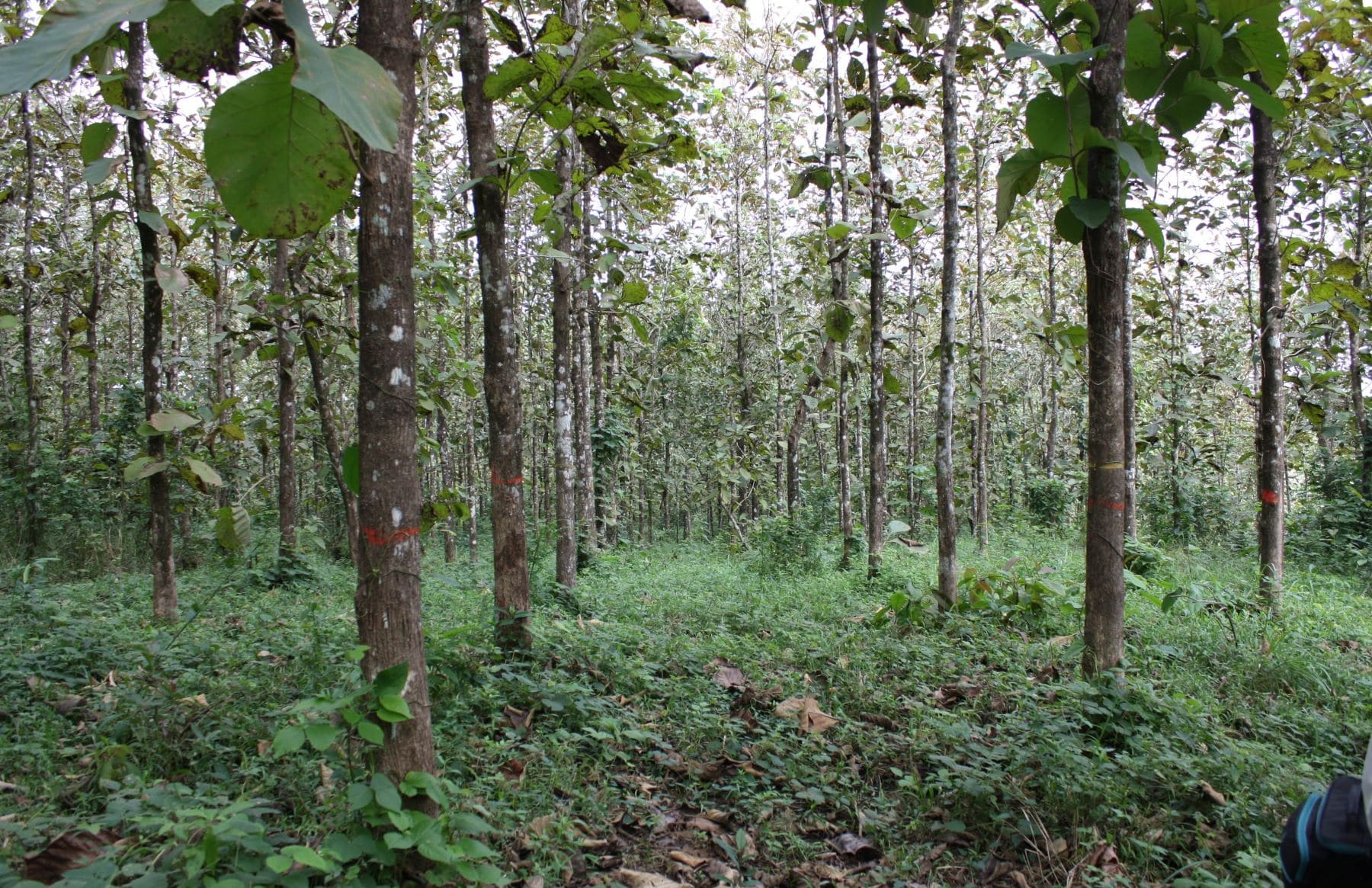 amazonía peruana teca sostenible