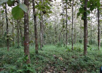 amazonía peruana teca sostenible