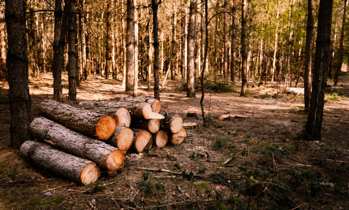 España ley productos libres deforestación