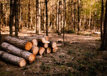 España ley productos libres deforestación