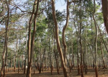 Eucaliptos son una ‘especie exótica invasora’ nociva para la biodiversidad, pero los siguen plantando