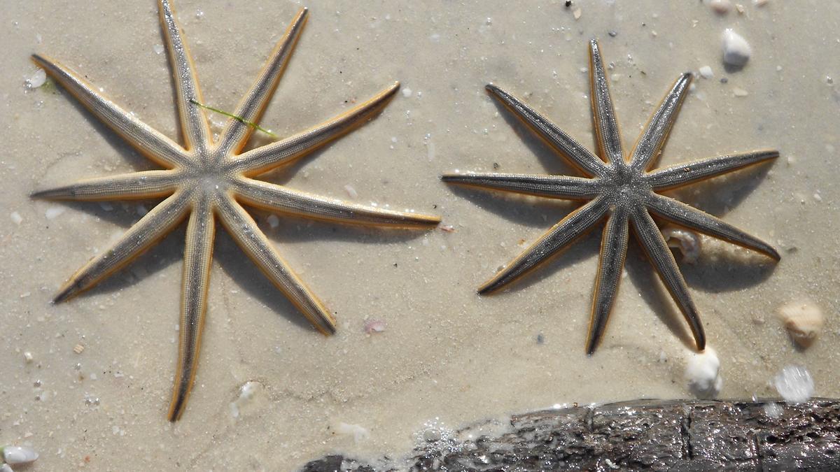 Florida enfermedad estrellas mar