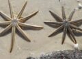 Florida enfermedad estrellas mar