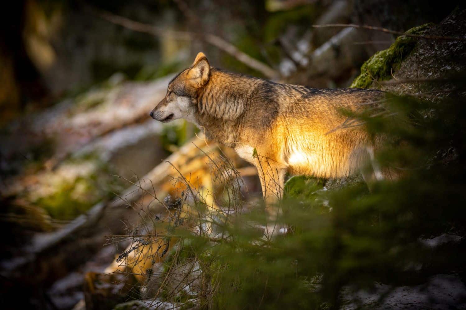 Protección Lobo recurrirá caza Rioja