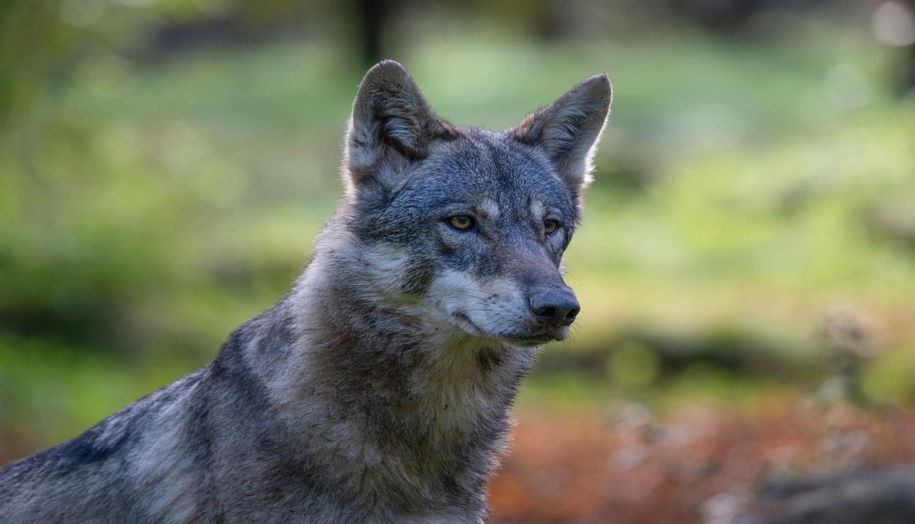 Galicia el ‘precedente’ que puede revertir la caza del lobo