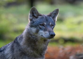 Galicia el ‘precedente’ que puede revertir la caza del lobo