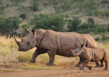 Gran Kruger cortar los cuernos de los rinocerontes ‘fulmina’ su caza furtiva