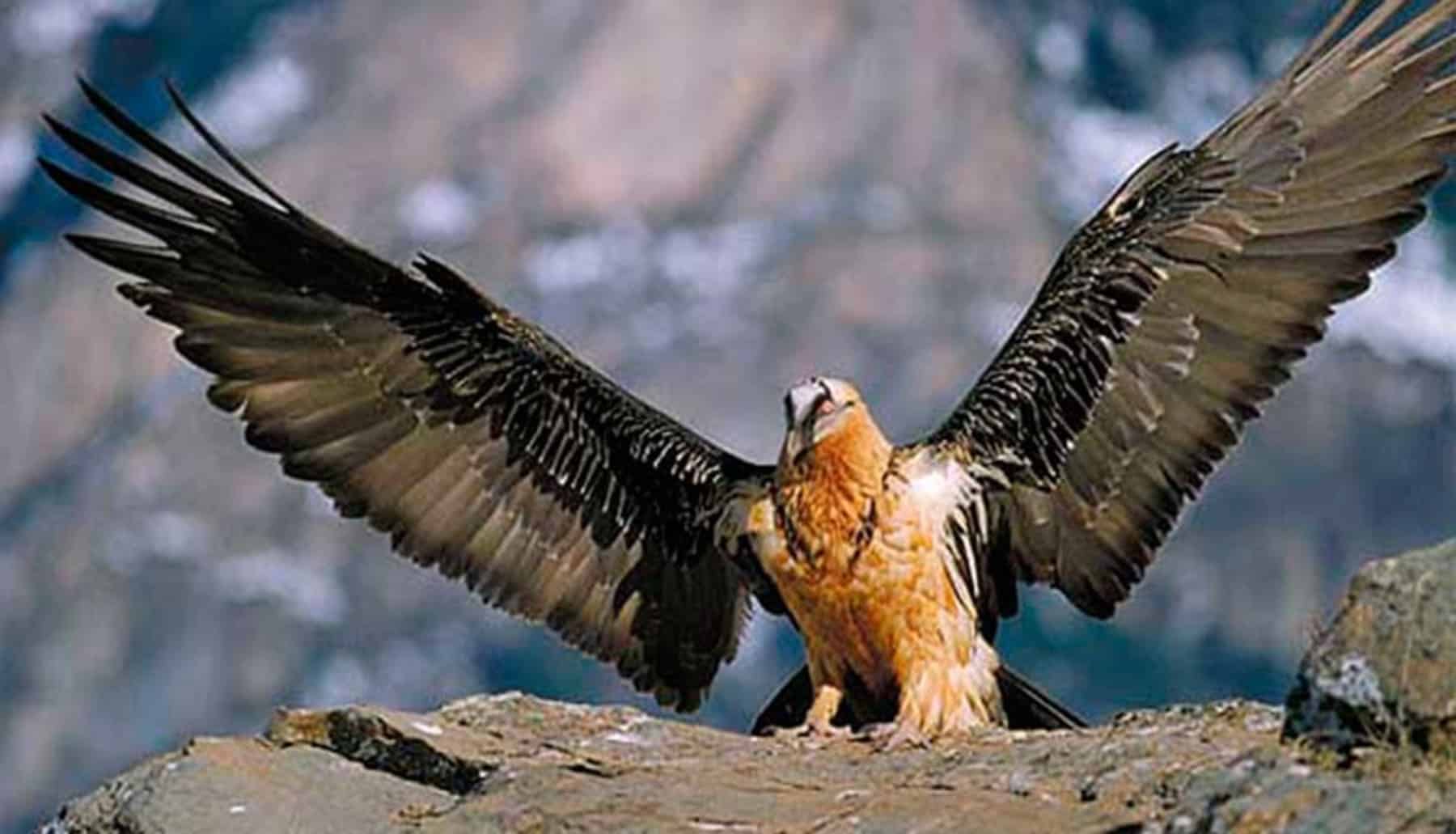 Hace más de 100 años que no nacía un quebrantahuesos en el Moncayo soriano