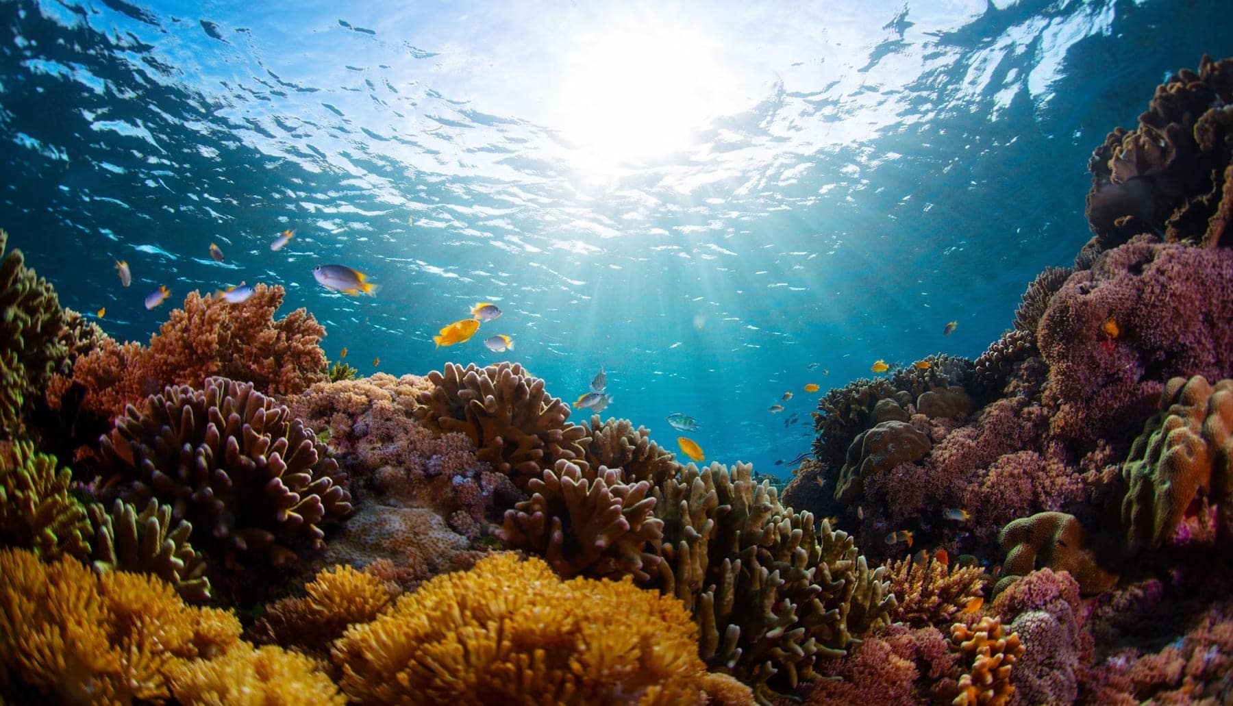 IV Conferencia Internacional sobre Financiación para el Desarrollo urge actuar ante la pérdida de biodiversidad y el calentamiento global