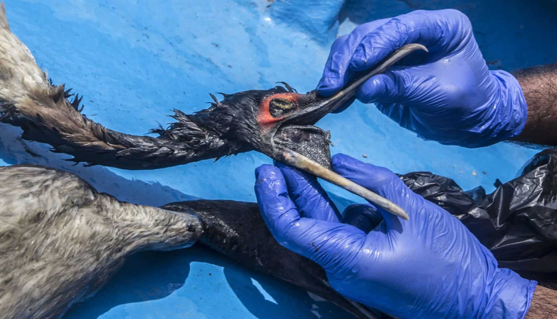 Iguanas y aves, víctimas del derrame de hidrocarburos en el estero Salado de Ecuador