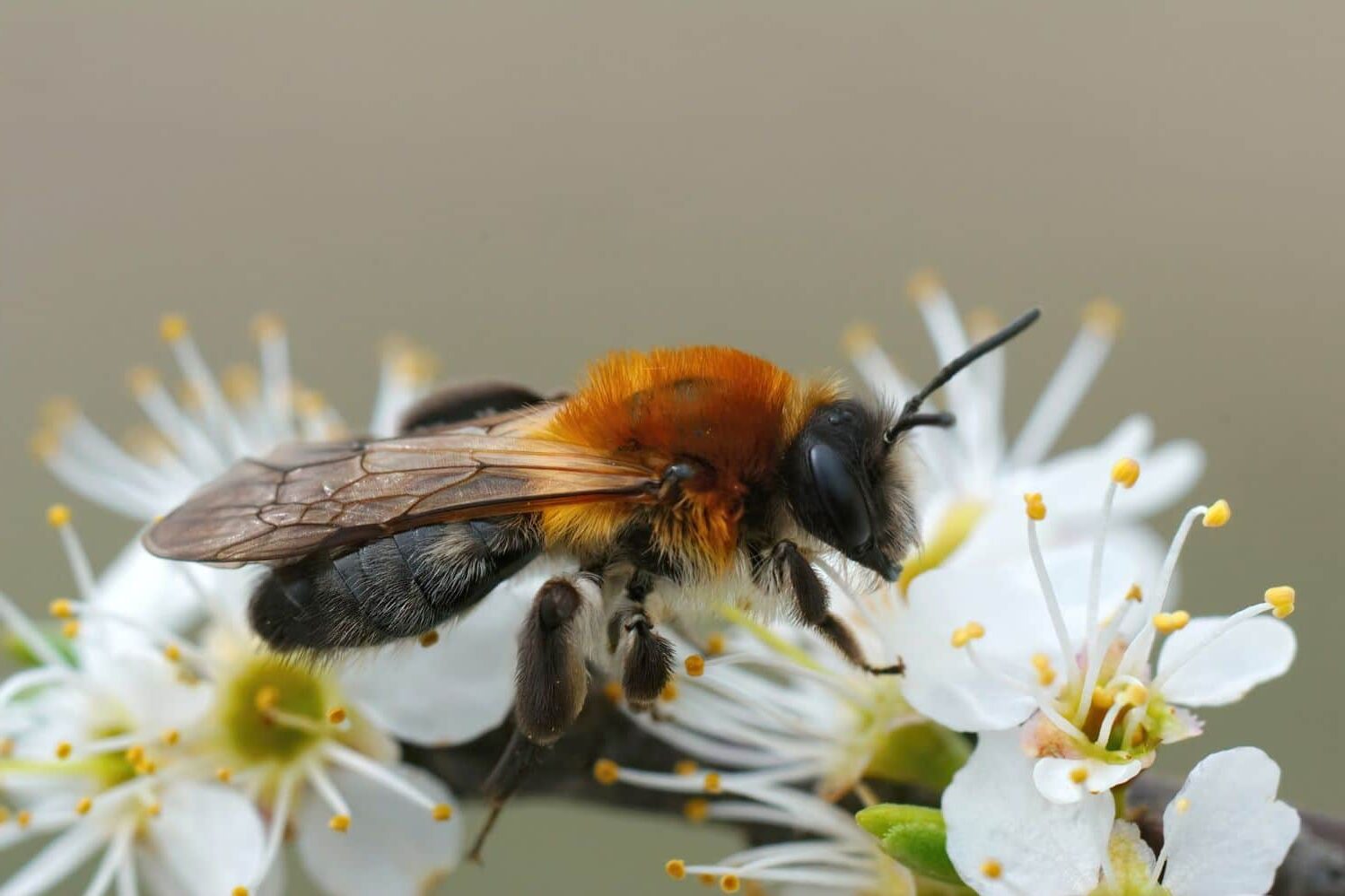 Plan Intersectorial Polinizadores Silvestres Catalunya
