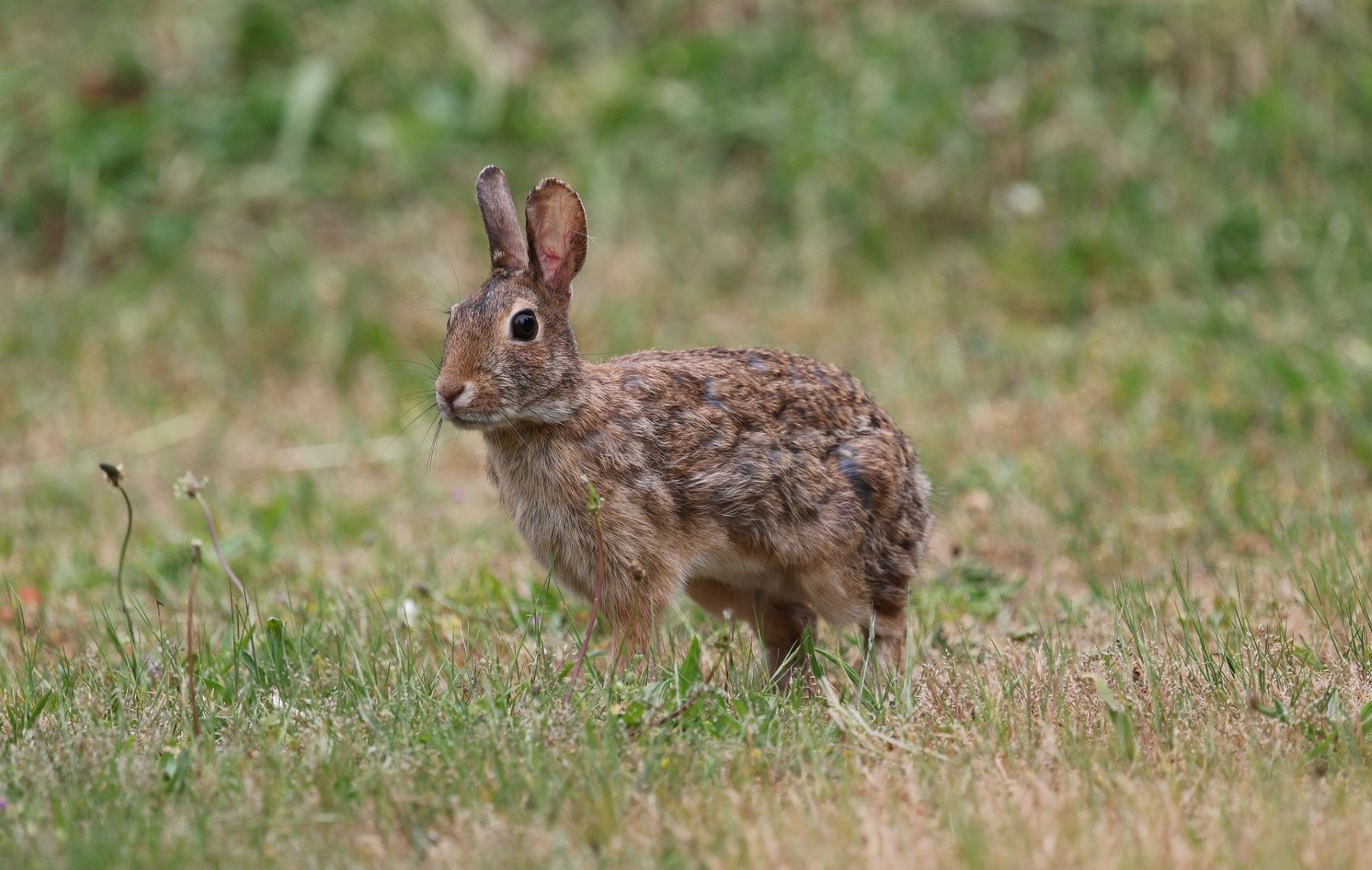 LIFE Iberconejo conejo monte Península Ibérica