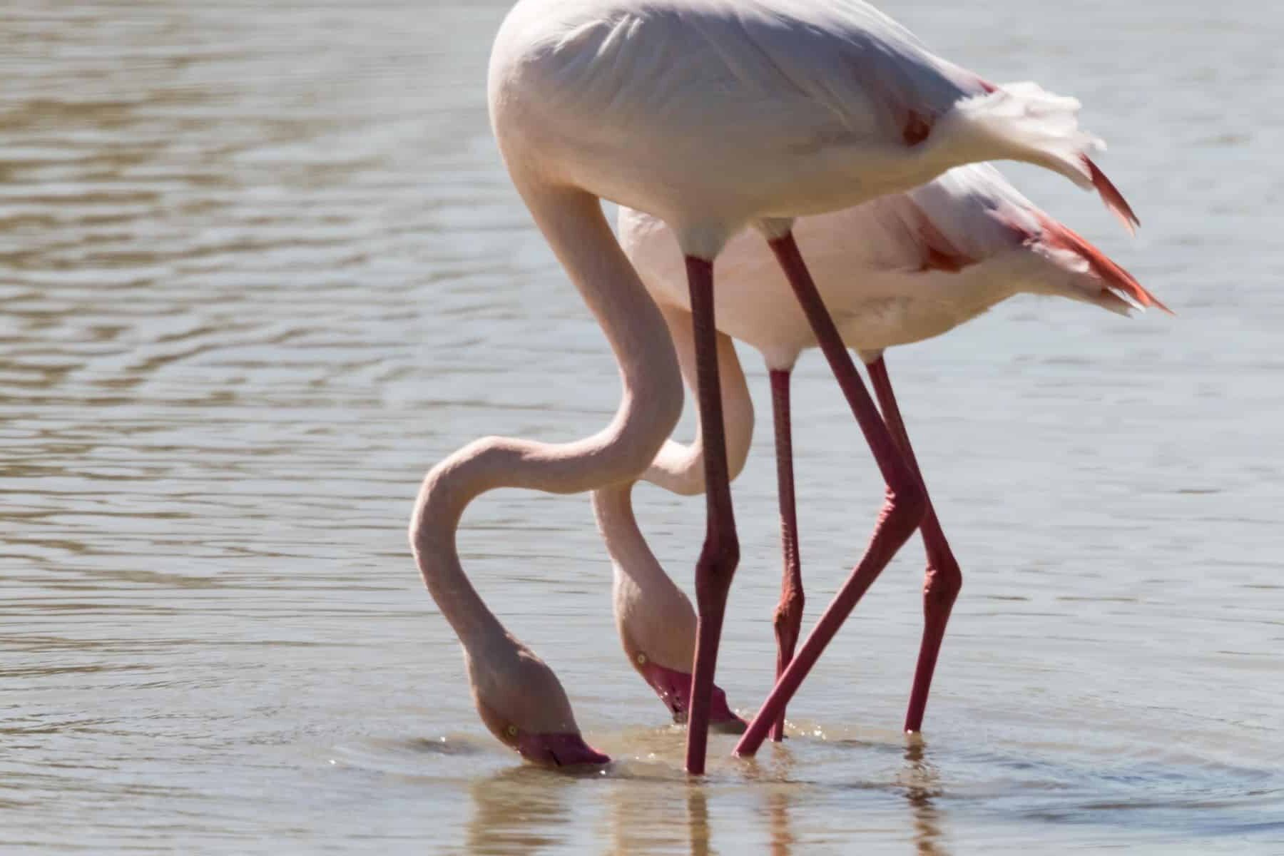 Salvemos Doñana vertidos Aznalcóllar Guadalquivir