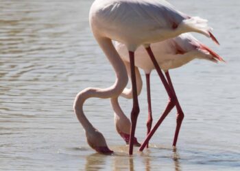 Salvemos Doñana vertidos Aznalcóllar Guadalquivir