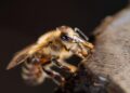La abejas reinas de Chile son especialmente sanas, puras y mansas su exportación está siendo un auténtico ‘boom’