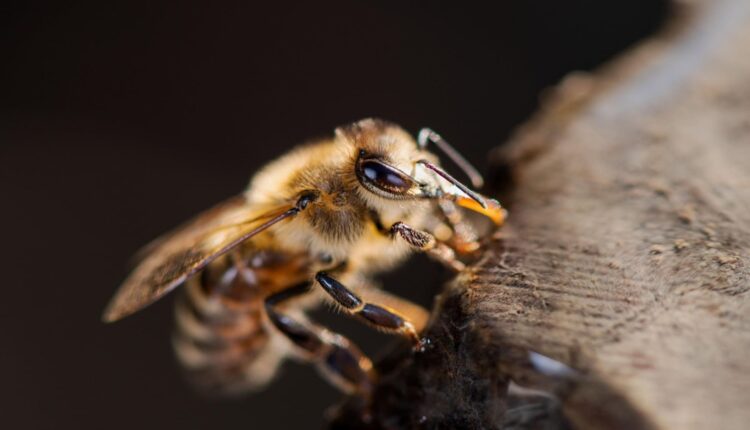 La abejas reinas de Chile son especialmente sanas, puras y mansas su exportación está siendo un auténtico ‘boom’