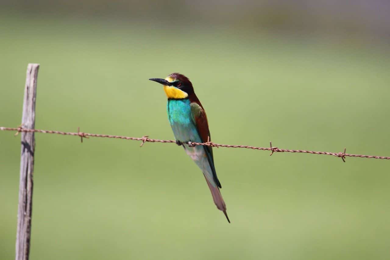ganadería abejarucos Doñana