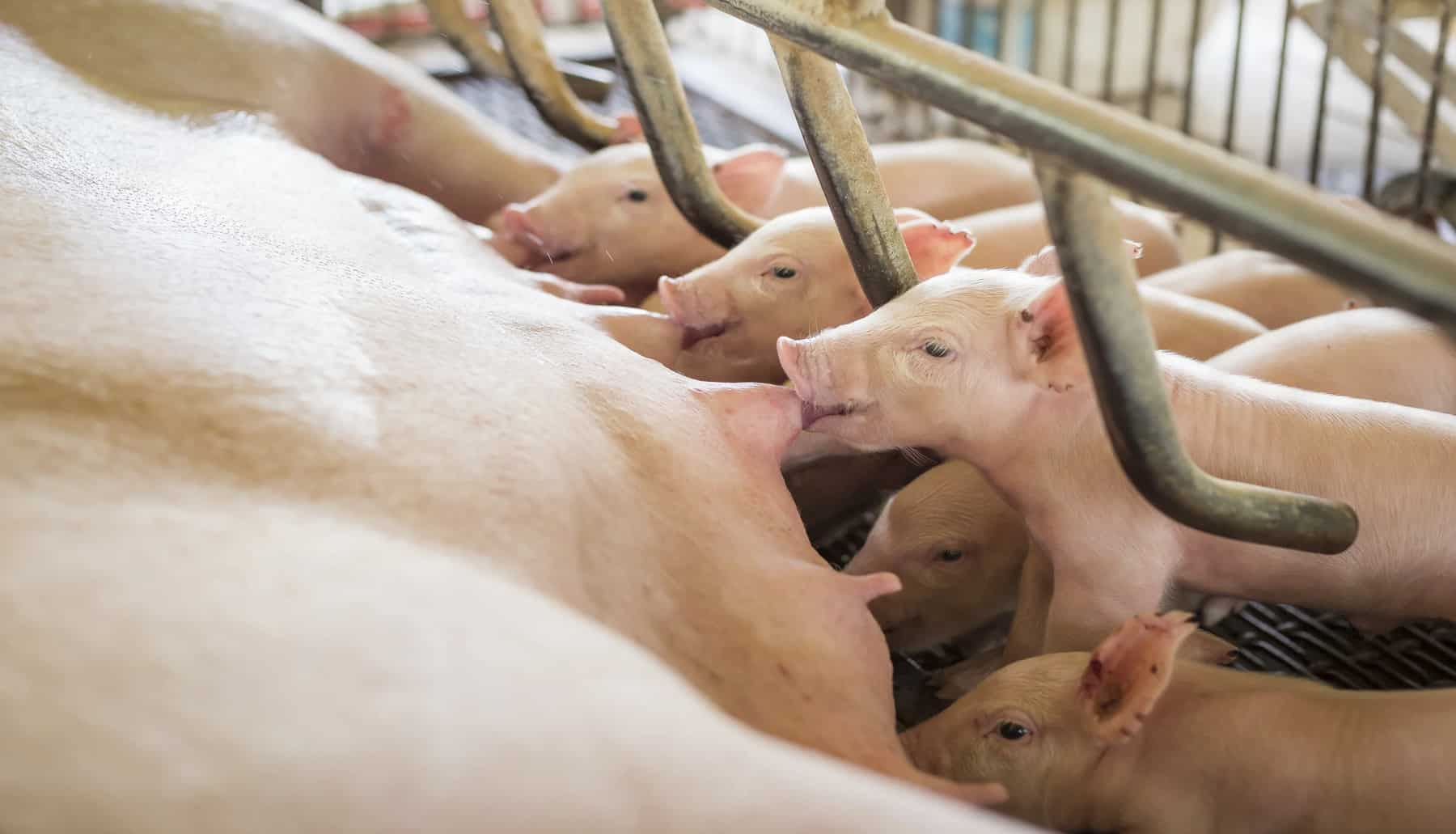 La histórica creación del 'Clúster de Innovación Ganadera del Mar Menor', un rayo de esperanza