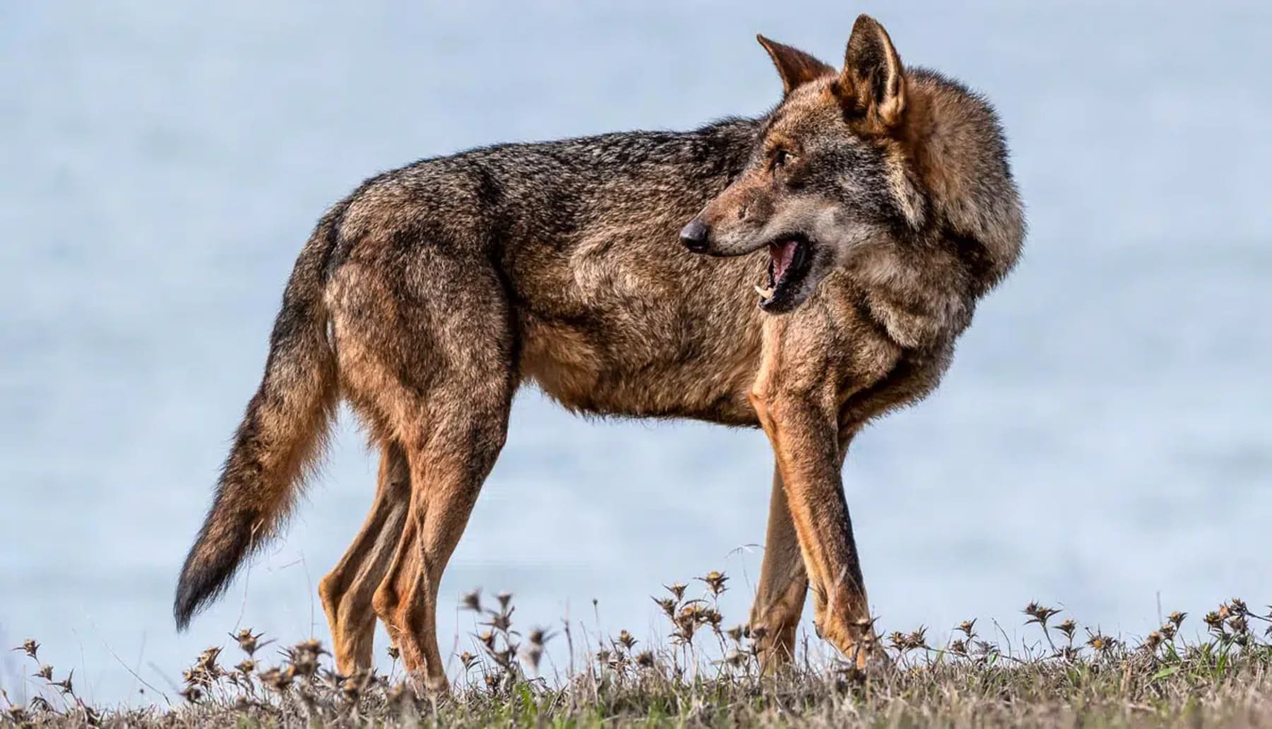 La matanza de lobos podría ser inconstitucional