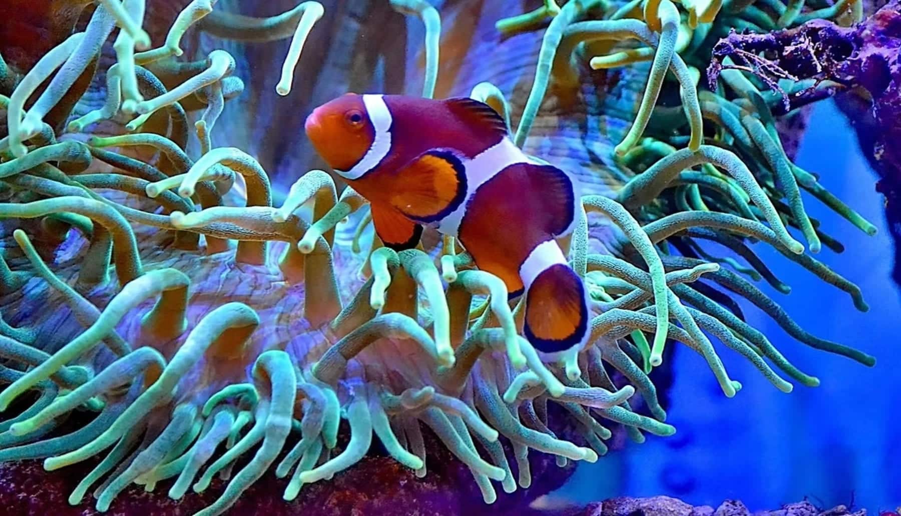 La megafauna marina se ‘topa’ con las actividades del ser humano