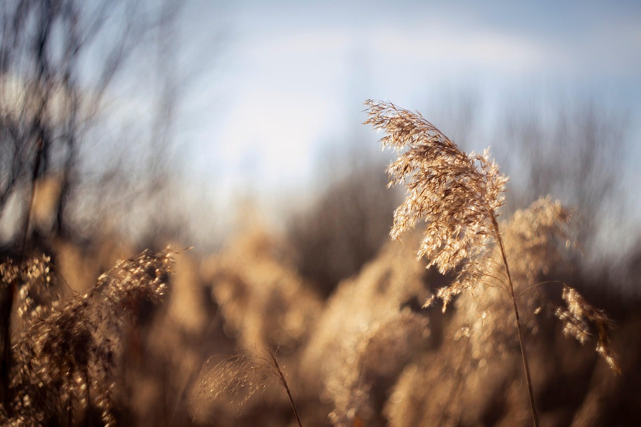 política industrial UE objetivos