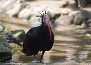 reproducción ibis eremita Cádiz