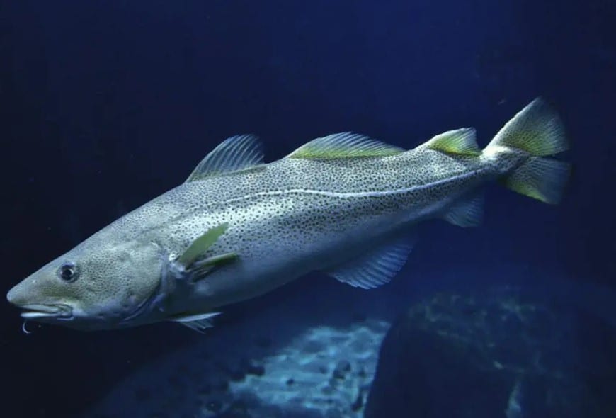 sobrepesca extrema ADN bacalao