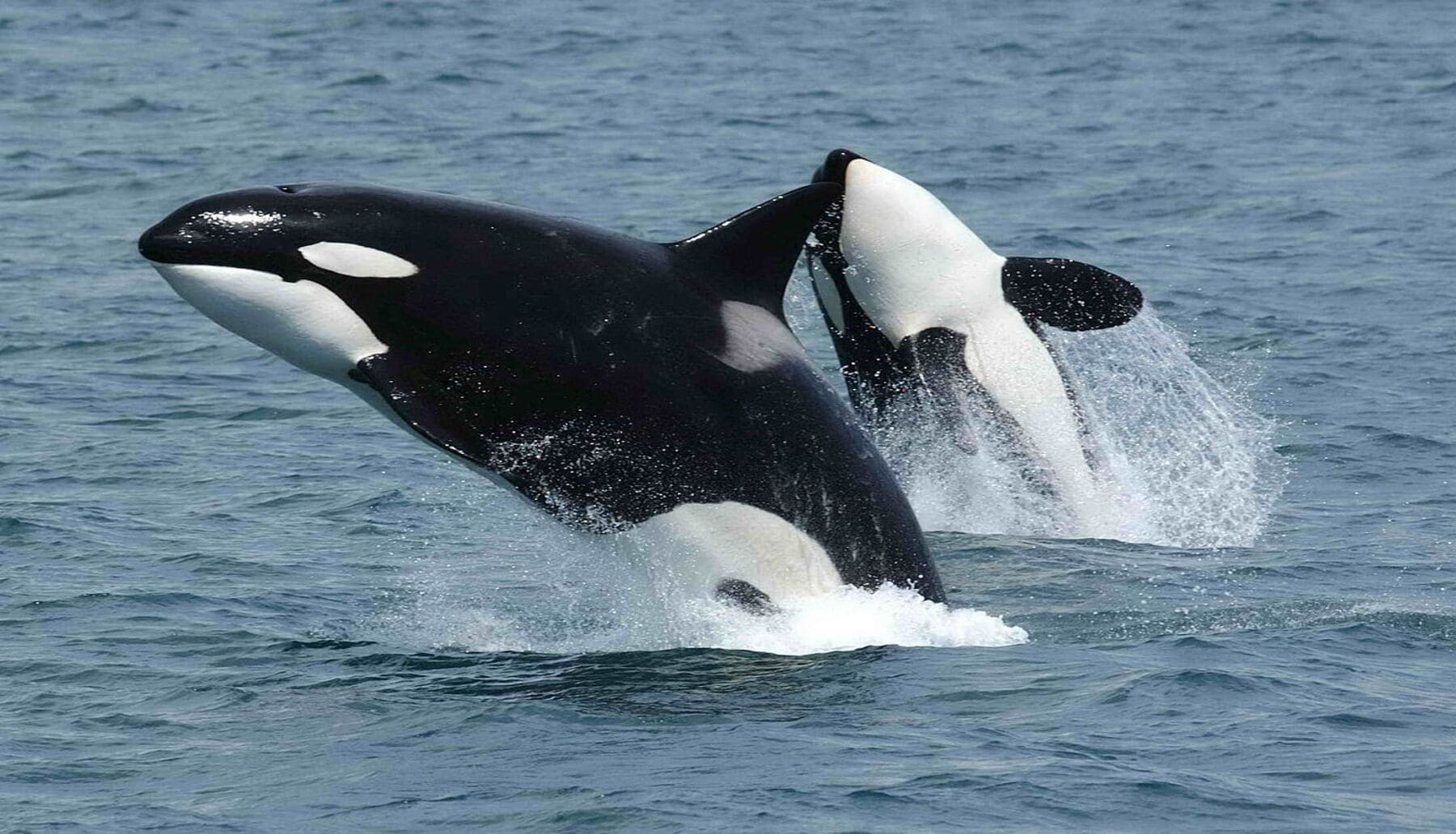 Las orcas se ‘masajean’ entre ellas con algas