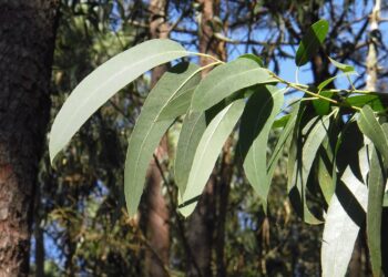 moratorias eucalipto proteger biodiversidad