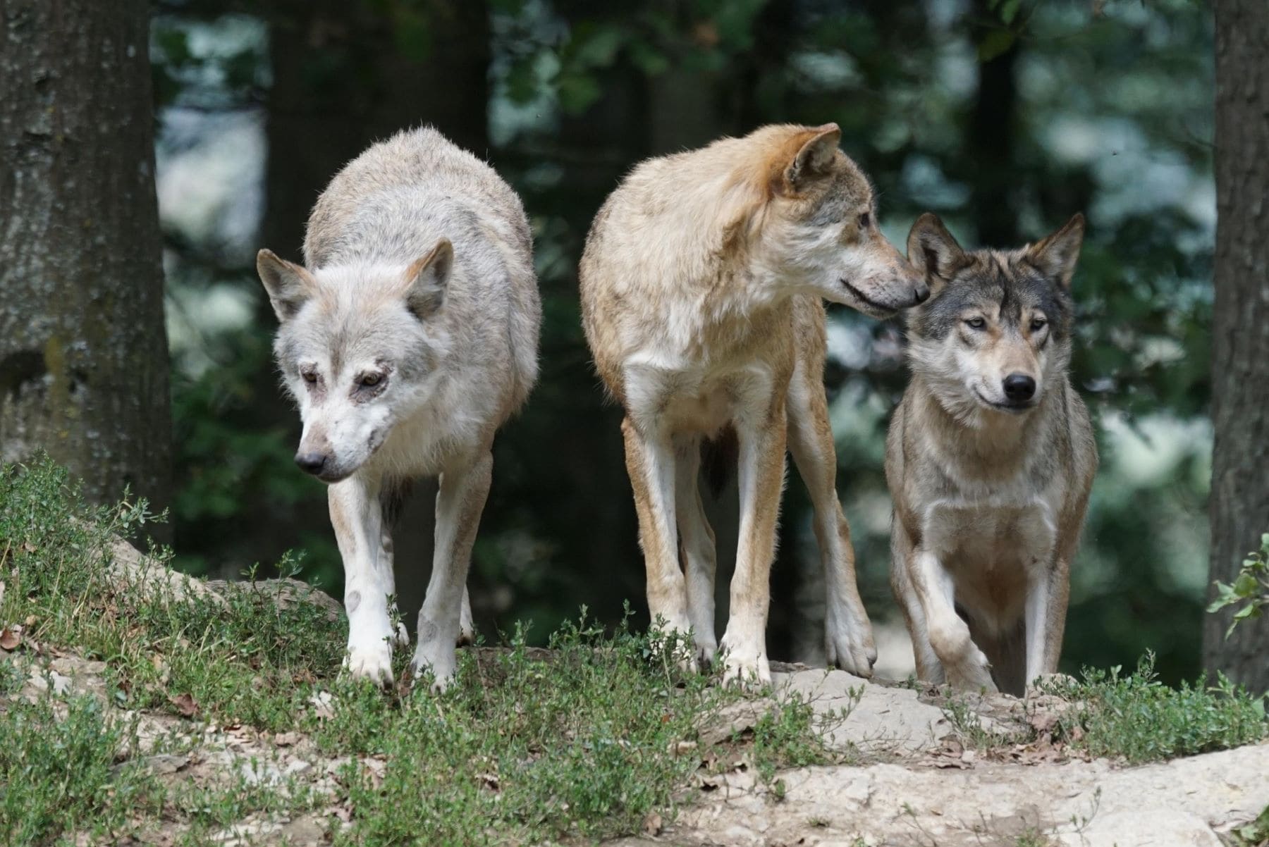 lobos bulos desmontados biólogo