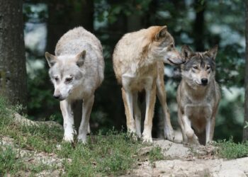 lobos bulos desmontados biólogo
