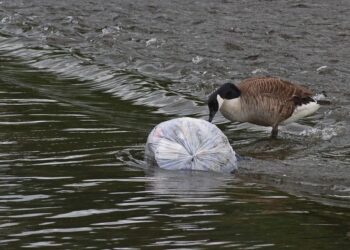 plasticos agricolas acaban 100 kilometros costa