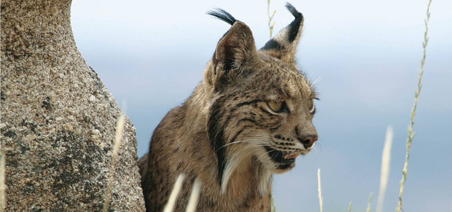 recuperación lince ibérico Extremadura éxito