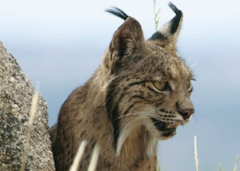 recuperación lince ibérico Extremadura éxito