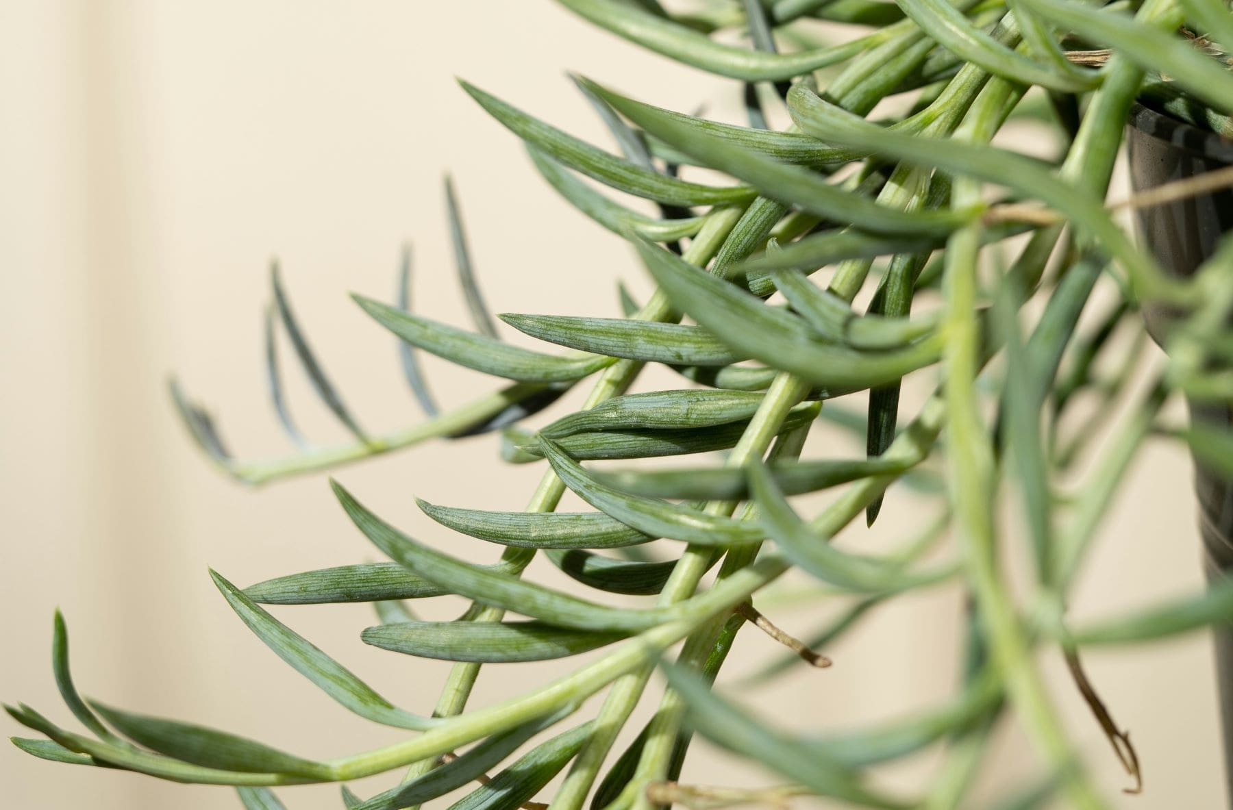 senecios tóxicos invasores